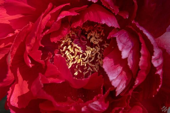 Paeonia x suffruticosa 'Shima-Nishiki'. A many-petalled tree peony flower with brilliant magenta-red petals and a cluster of golden stamens. It's supposed to have red & white striped petals but this plant has never done that.