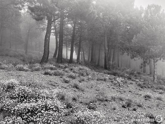 A black and white photograph of ine trees in the mist