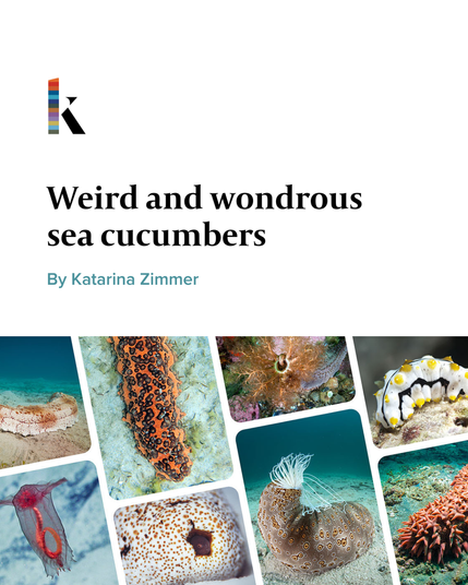 A collection of photos of sea cucumbers of different colors and textures.