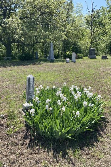 Looking past the white irises to the back edge of the cemetery.  Lots of open space with a few gravestones in the distance.