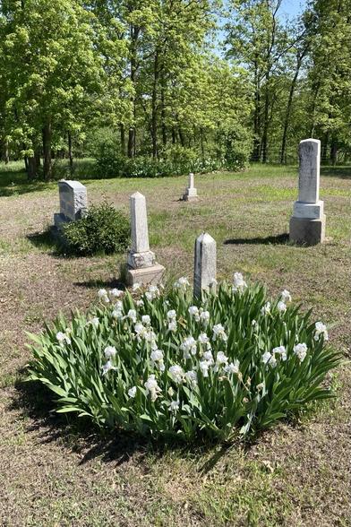 Same patch of white irises, now seen from a different angle.  A small group of gravestones mostly marking the graves of the Bennett family.  In the distance, the north side of the cemetery where there is another group of white irises and also some hickory trees along the fence.