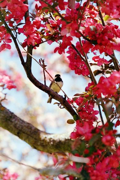 A small black-capped chickadee perches on a tree branch surrounded by vibrant pink spring blossoms, with soft sunlight filtering through the petals and a bright blue sky in the background. The image has a warm, slightly grainy texture typical of color film photography.