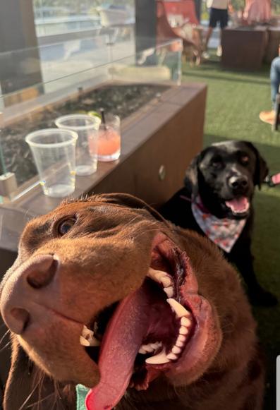 A close up of a happy looking dog, his head tilted and the tongue hanging out. Behind the dog is another one and a long table with two empty and a half full glasses.