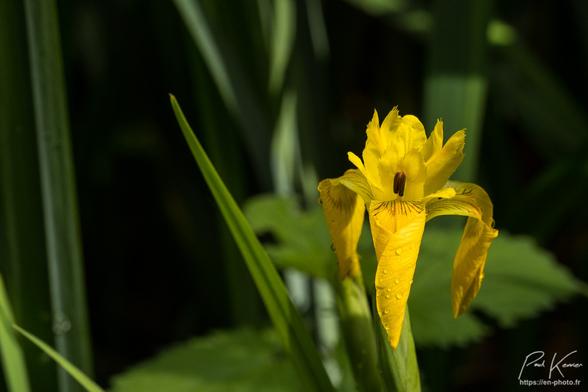 Photo en couleur présentant Iris jaune capté lors d'une éclaircie, avec encore des gouttes de pluie sur ses pétales et ses feuilles. La fleur se trouve à droite de la photo dans une zone éclairée par le soleil alors que l'arrière-plan est plutôt dans l'ombre des arbres bordant un petit étang.