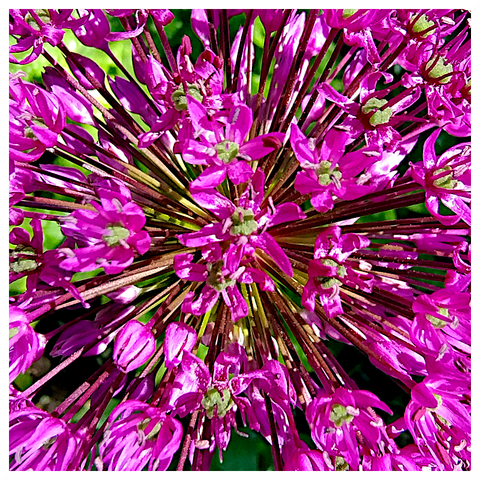 The image features a close-up view of a vibrant flower cluster with a spherical shape. The flowers are predominantly a rich magenta color, with some petals displaying a lighter shade of pink. Each flower has a central greenish-yellow pistil surrounded by delicate petals. The stems of the flowers are long and slender, radiating outward from the center, creating a starburst effect. The background is a blurred green, suggesting the presence of leaves or other foliage, which contrasts with the vivid colors of the flowers. The overall composition is symmetrical, with the flowers arranged in a radial pattern, emphasizing the spherical shape of the cluster.

Provided by @altbot, generated privately and locally using Ovis2-8B