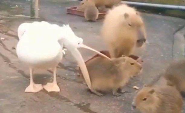Imagen de un capibara