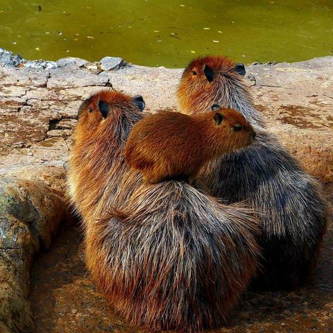 Imagen de un capibara