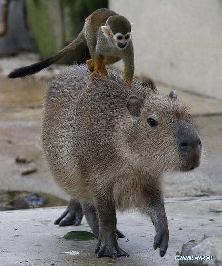 Imagen de un capibara