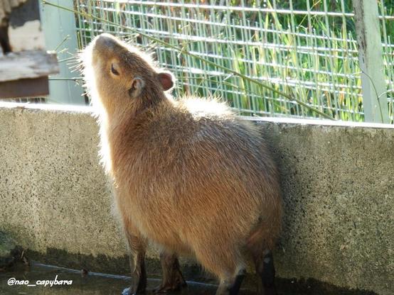 Imagen de un capibara