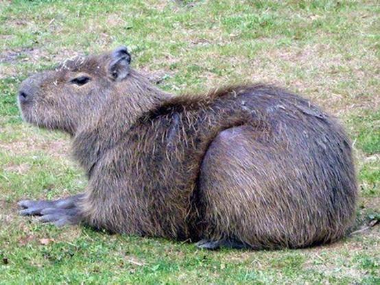 Imagen de un capibara