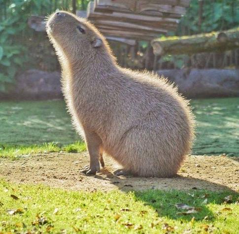Imagen de un capibara