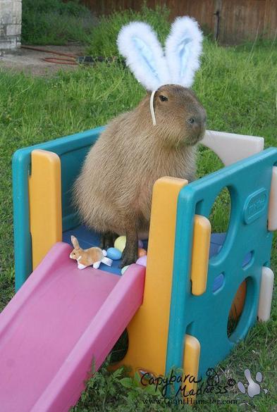 Imagen de un capibara