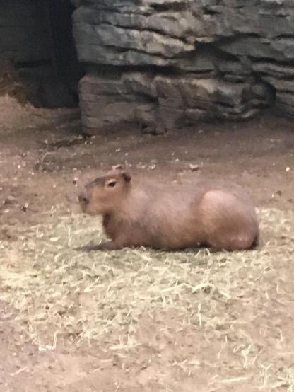 Imagen de un capibara