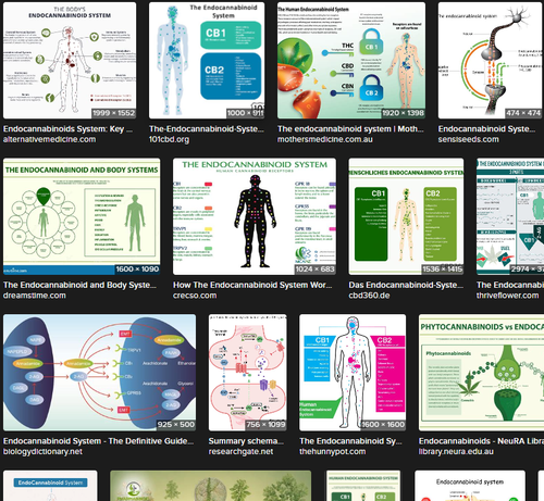 Screenshot 13.05.2025 Bildersuche "Endocannabinoidsystem" des Menschen und seine vielfältigen Funktionen für unsere Gesunderhaltung.
