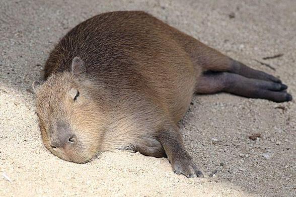 Imagen de un capibara