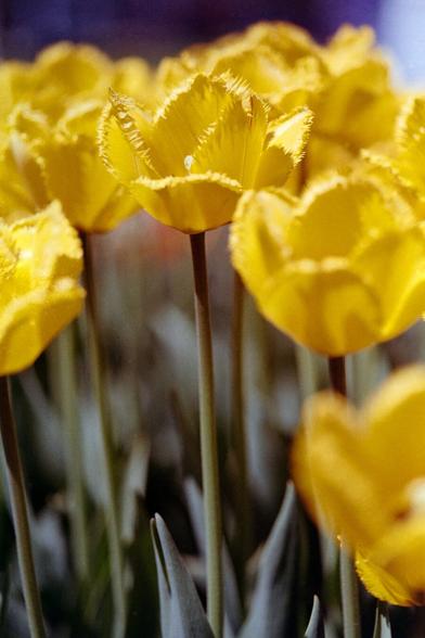 close-up of vibrant yellow tulips with frilly petal edges, surrounded by a blurred background of similarly colored flower