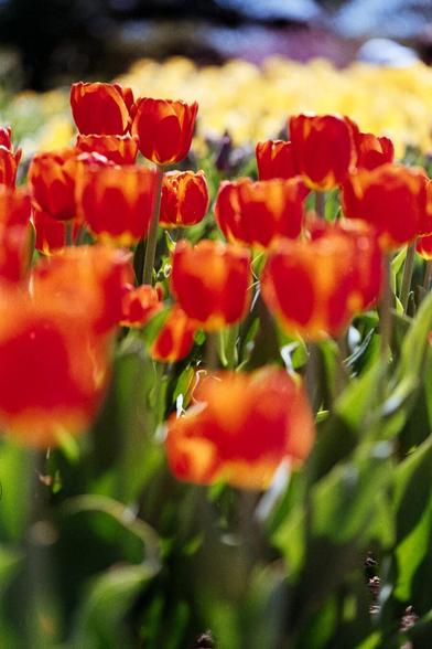 A densely packed field of red-orange tulips in the foreground, with a blurred background of yellow blooms, creating a sense of depth and abundance.