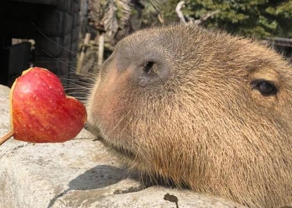 Imagen de un capibara