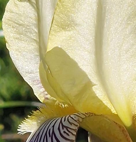 Photo en gros plan d’un iris jaune et violet. La lumière passe à travers la corolle jaune et fait apparaître en transparence sa texture.