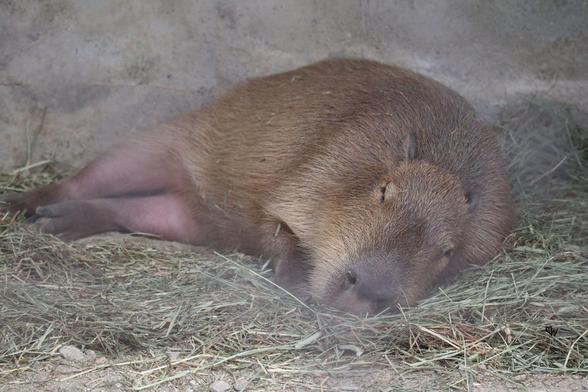 Imagen de un capibara