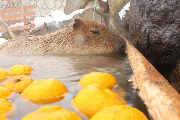 Imagen de un capibara