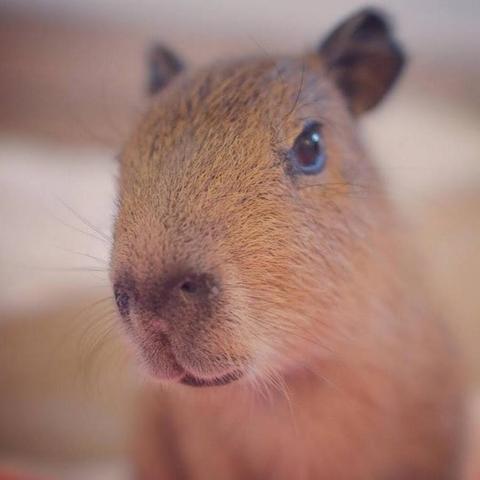 Imagen de un capibara