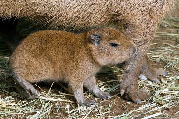Imagen de un capibara