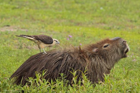 Imagen de un capibara
