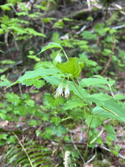 A small delicate plant growing on the forest floor. It has limp, white flowers that hang from pendulous stems like small bells. The yellow stamens are visible.