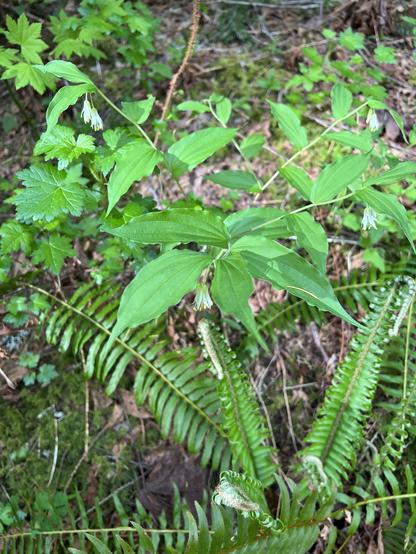 Second view of the same plant from above. The main stems are kind of zig zag, with leaves much like a false Solomon's seal, but wavy on their edges.