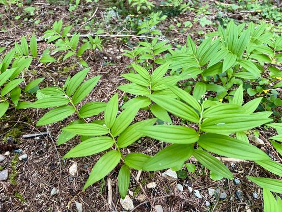 A few green plants growing out of the leaf litter on the forest floor. Each has a long graceful stem with alternating long pointed leaves: each leaf has elegant parallel veins. At the stem tip of each is a flower bud. They resemble a common garden ima t called Solomon's seal.