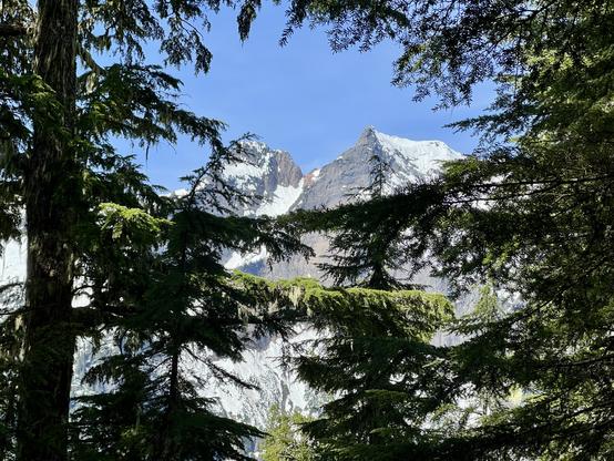 View of mountain peaks seen through the trees. They are snow capped and glitter in the spring sun.