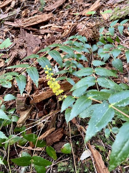An evergreen plant with leathery tough leaves shaped a bit like holly leaves, with snap spines on their edges. It grows from a pile of bark debris. From its center is a stalk of tiny yellow flowers like small pom-poms.