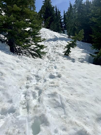 Rough path of footprints leading up a steep slope in the snow. Evergreen trees, small ones, n either side are part buried in the snow which is a couple meters deep.