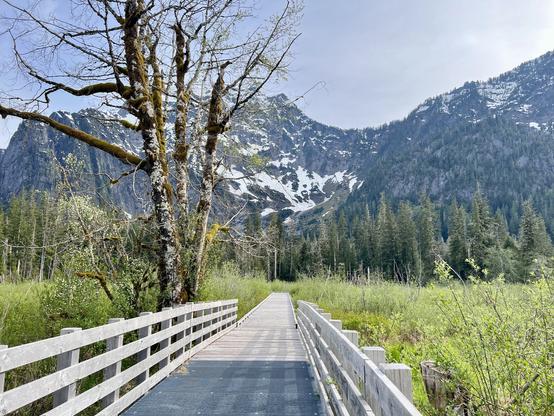 A boardwalk stretching into the distance. It crosses over a kind of march with long grass and willows. On the left of the boardwalk is an alder tree that is half dead and covered in lichen. In the distance looms an immense snow covered mountain peak.