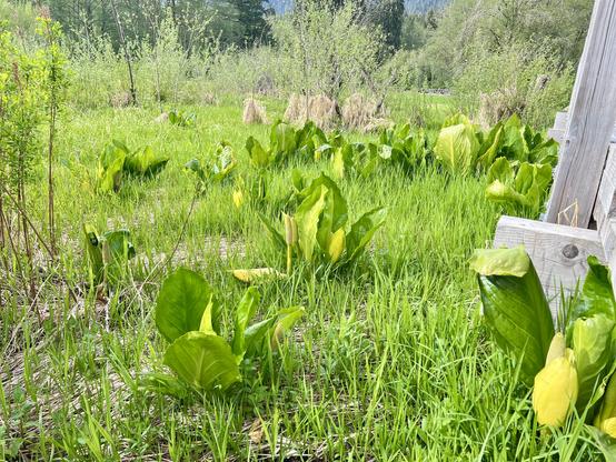 In the grassy marsh, dozens of large-leaved plants with yellow flowers protrude from the grass.