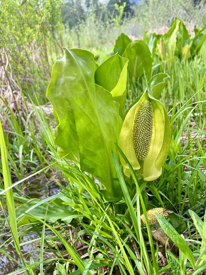 Close view of a skunk cabbage many. It has immense leaves, two feet long, very shiny and tropical looking. The flower is a yellow spathe, like a wrapper, enclosing an oblong thing that looks like a corn cob, covered in tiny flowers.