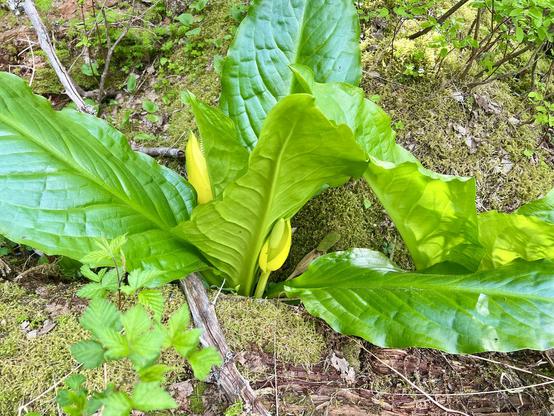 Another closeup of a skunk cabbage. The leaves look like oversized glossy Romain lettuce. The flowers look like old fashioned lanterns, thus the other common name, swamp lantern.