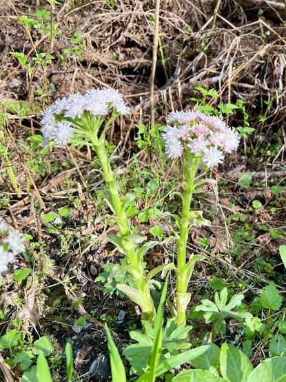 A small flower by the side of a path. The stem is thick like asparagus and the flowers themselves a cluster of small aster like blooms, all white.