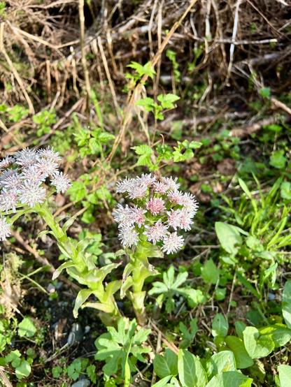 A closer view of the flower from previous photo.