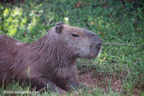 Imagen de un capibara