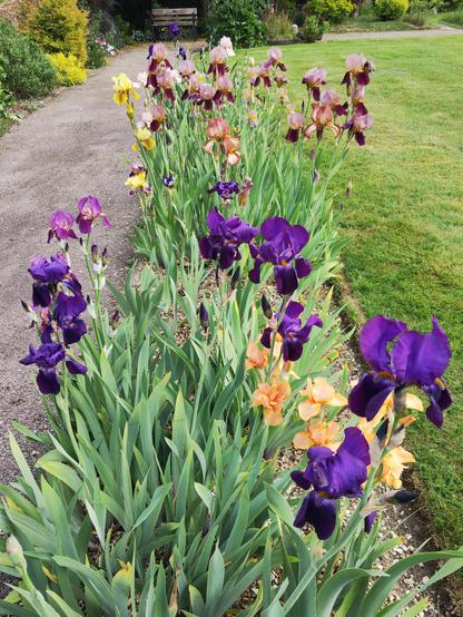A straight border of tall bearded and medium bearded iris in tyrian purple, apricot, yellow, red-brown, claret, rose, ink blue, maroon