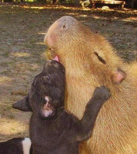 Imagen de un capibara