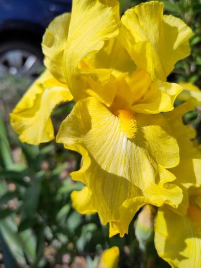Yellow bearded iris