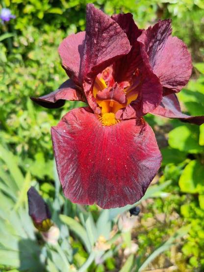 Brown bearded iris. This photo in the bright sunlight shows it as wine red.