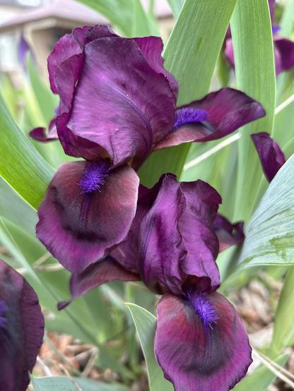 Two burgundy purple beared iris blooming against a background of green iris leaves and some burred out buds. The flowers are large and extravagant, with two petals joined at the top like a tent, and three petals hanging low like puppy tongues. The lower petals have fuzzy purple stamens.