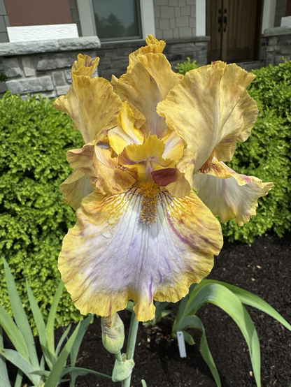#8 A golden Iris with white in the center of the falls and streaks of bright fuchsia all over the petals