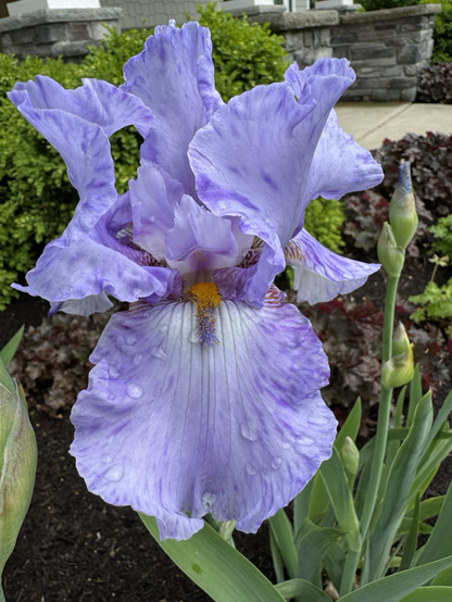 #4 A pale blue/lavender Iris with white centers to the petals streaked lavender and dark purple streaks throughout the petals.
