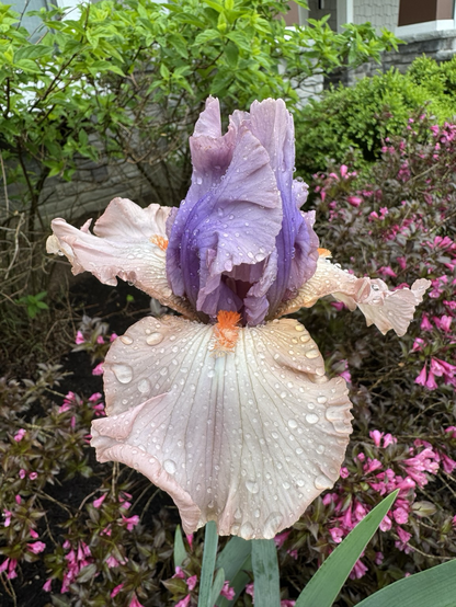 #14 an Iris with dusty apricot falls, a bright tangerine beard, and smoky lavender standards covered in raindrops.
