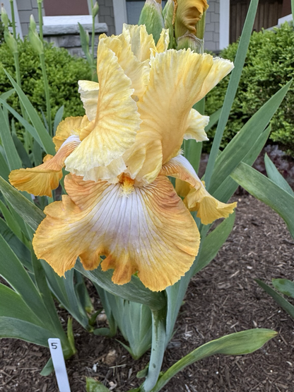 #5 a golden yellow iris with white centers on the falls and burgundy streaks near the throat. Slightly paler standards have cheery buttermilk edges.